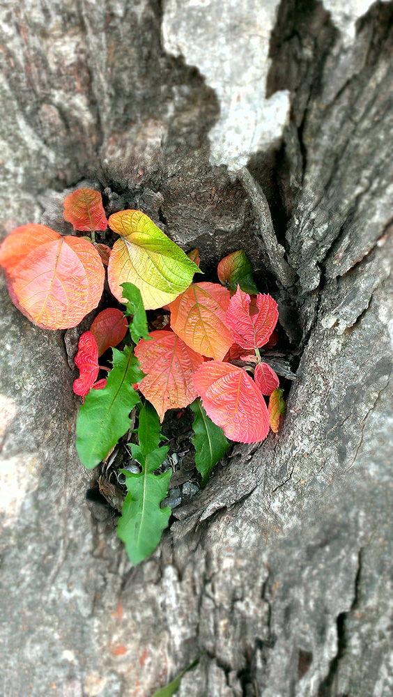 灰色の木の穴からカラフルな葉っぱたち
