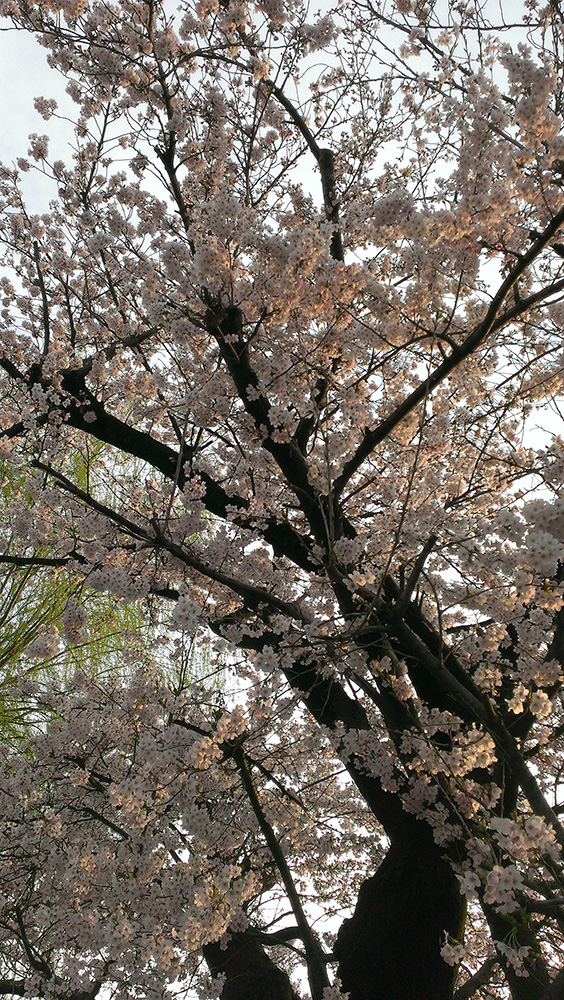 近所の学校の桜