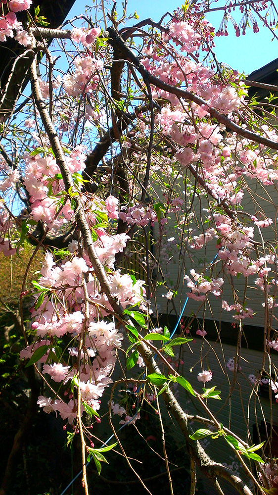 庭の枝垂れ桜七部咲き01