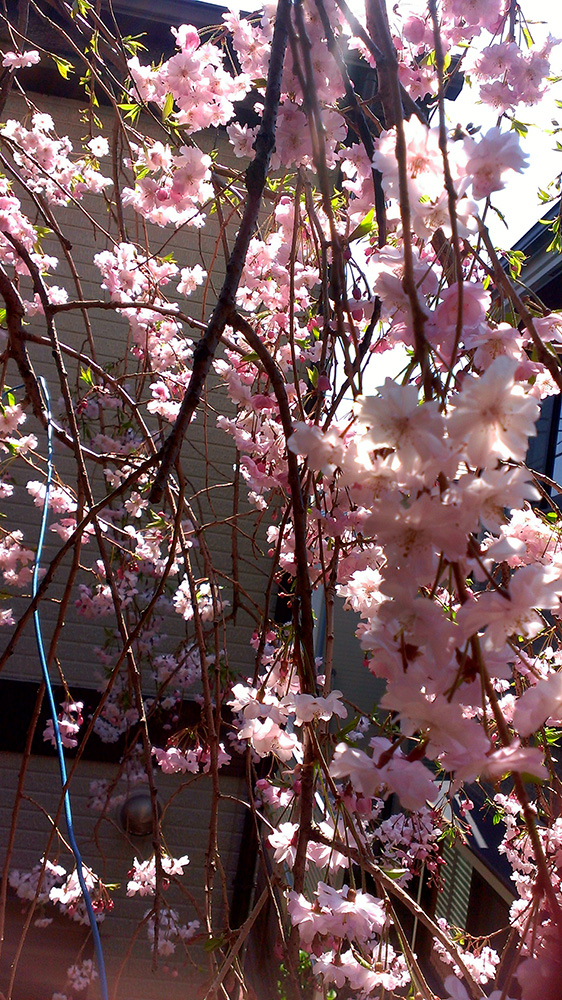 庭の枝垂れ桜七部咲き02