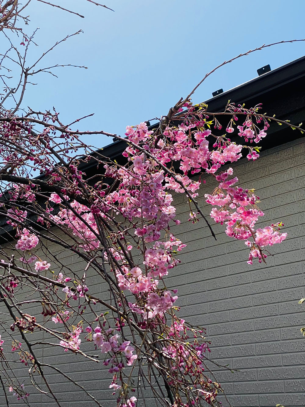 庭の桜:01