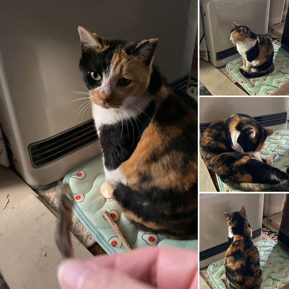 のあ:ガスヒーターの前:まとめ