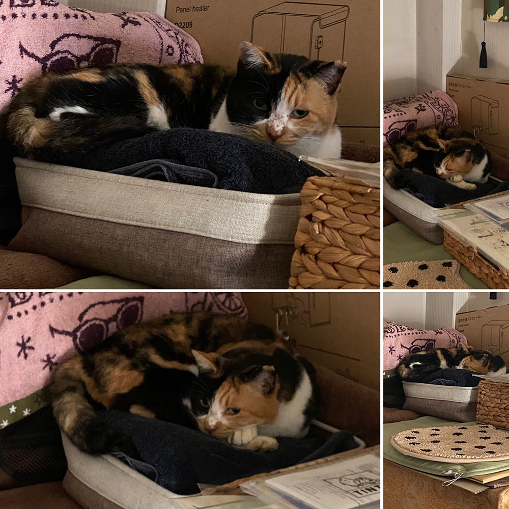 のあ:P:11月:寝床:まとめ